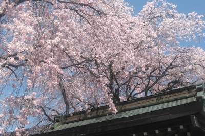 長照寺の桜